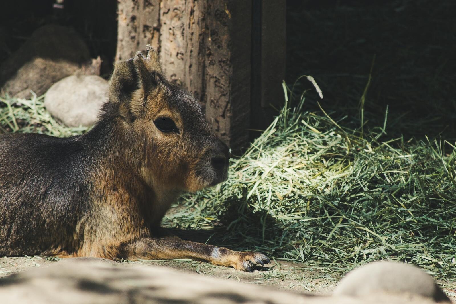 A Patagonian Mara rests on grass in a sunlit area, showcasing its unique fur texture.