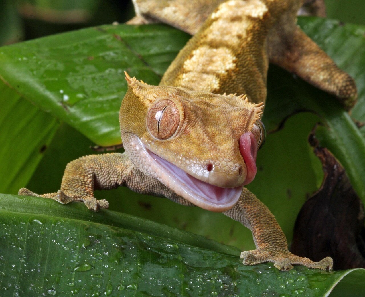 gecko, tongue, flicking, macro, portrait, close-up, details, new caledonian crested gecko, reptile, photo, image, nature, wildlife, green news, green portrait, green new, gecko, gecko, gecko, gecko, gecko