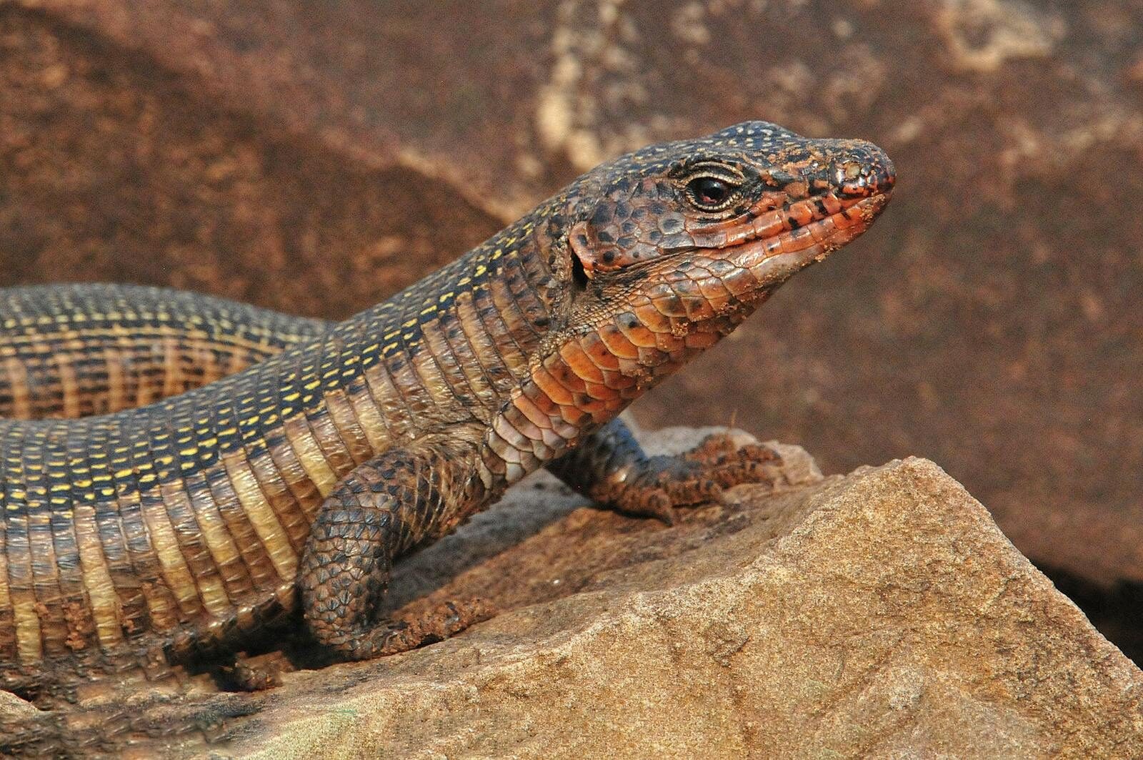 Close-up shot of a lizard on a rock showcasing its scales and natural habitat.