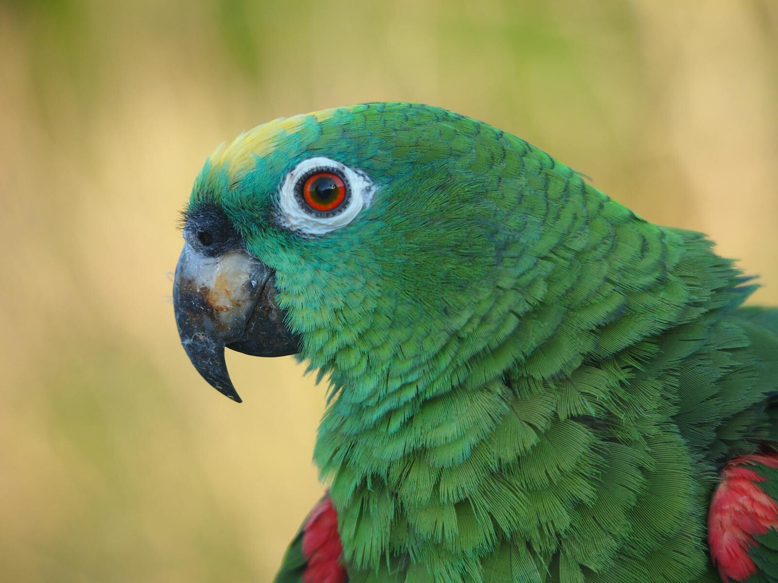 Detailed view of a colorful green parrot with red markings and striking eye.