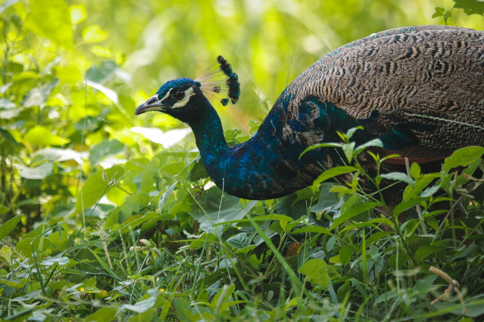 Close-up of a vibrant Indian peacock foraging in lush greenery, showcasing its colorful plumage.