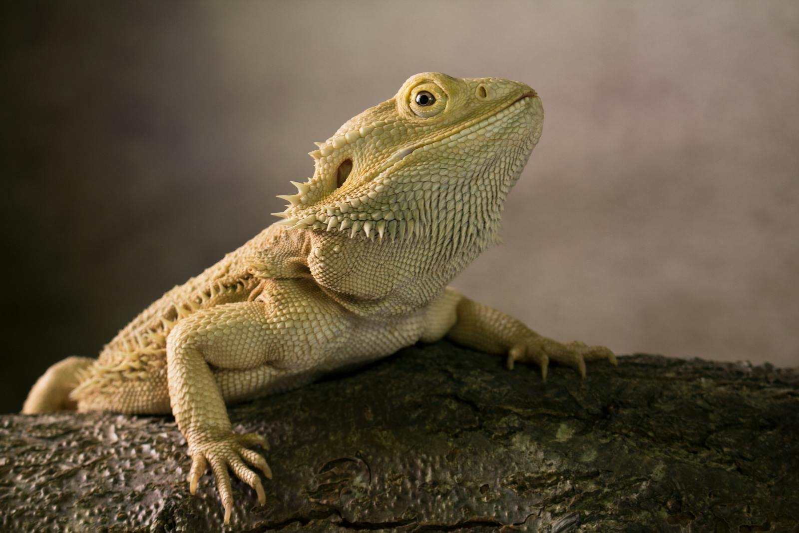 Close-up shot of a bearded dragon lizard resting on a rock in a natural setting.