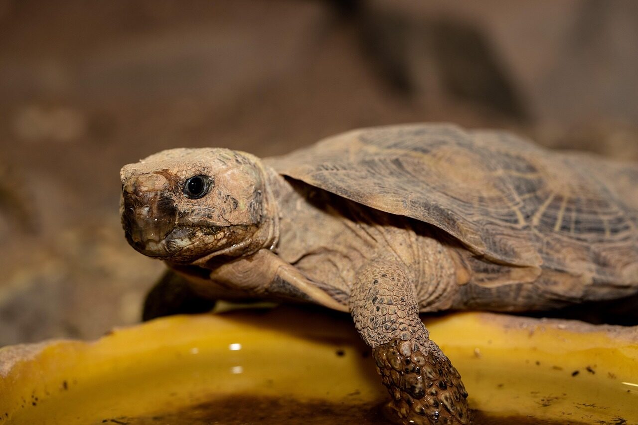 tortoise, reptile, animal, pancake tortoise, wildlife, nature, closeup