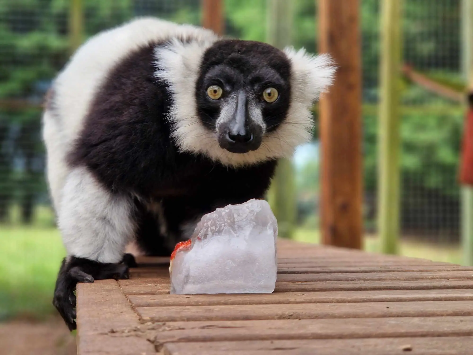 Black and white Ruffed Lemur