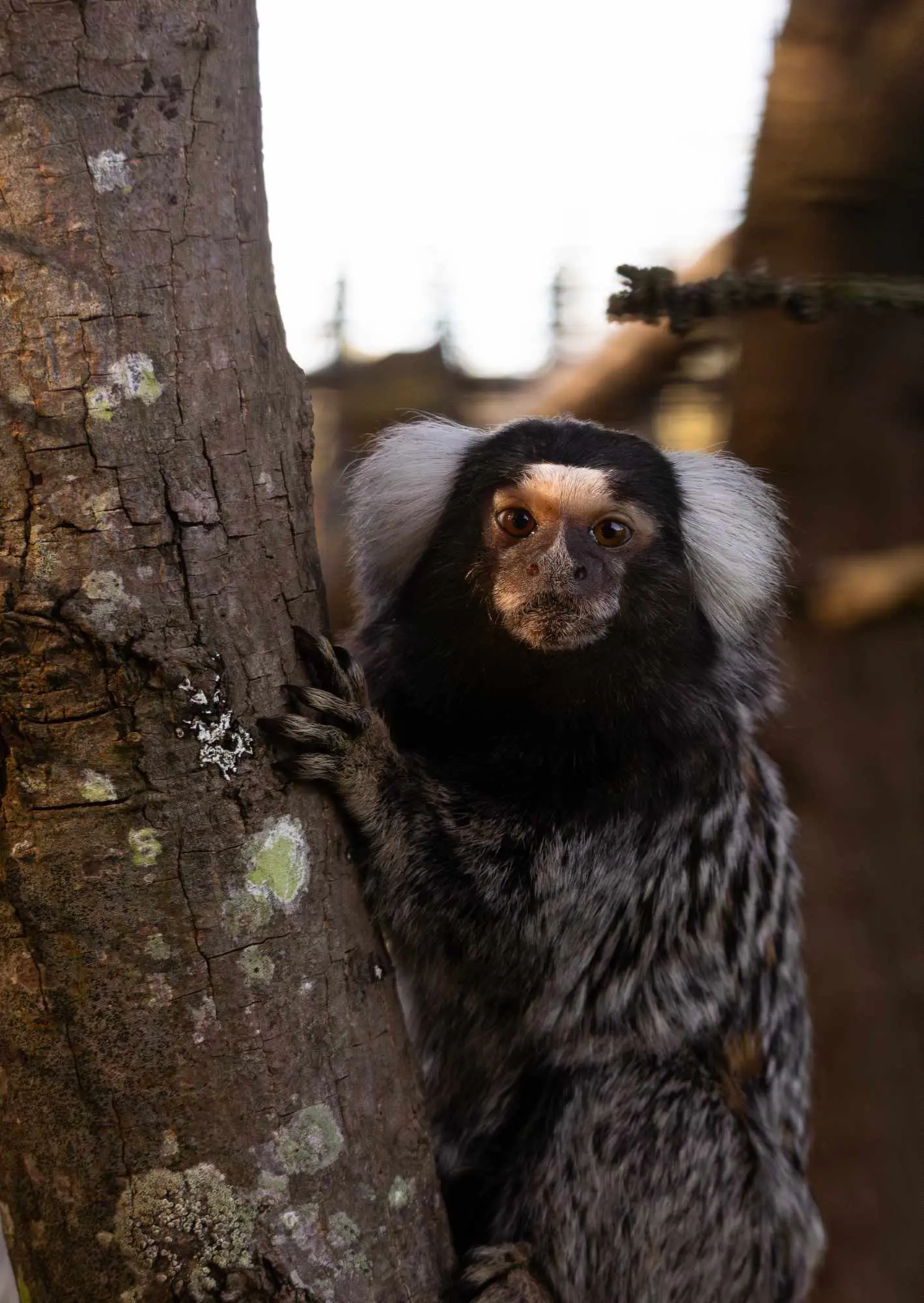 Common Marmoset
