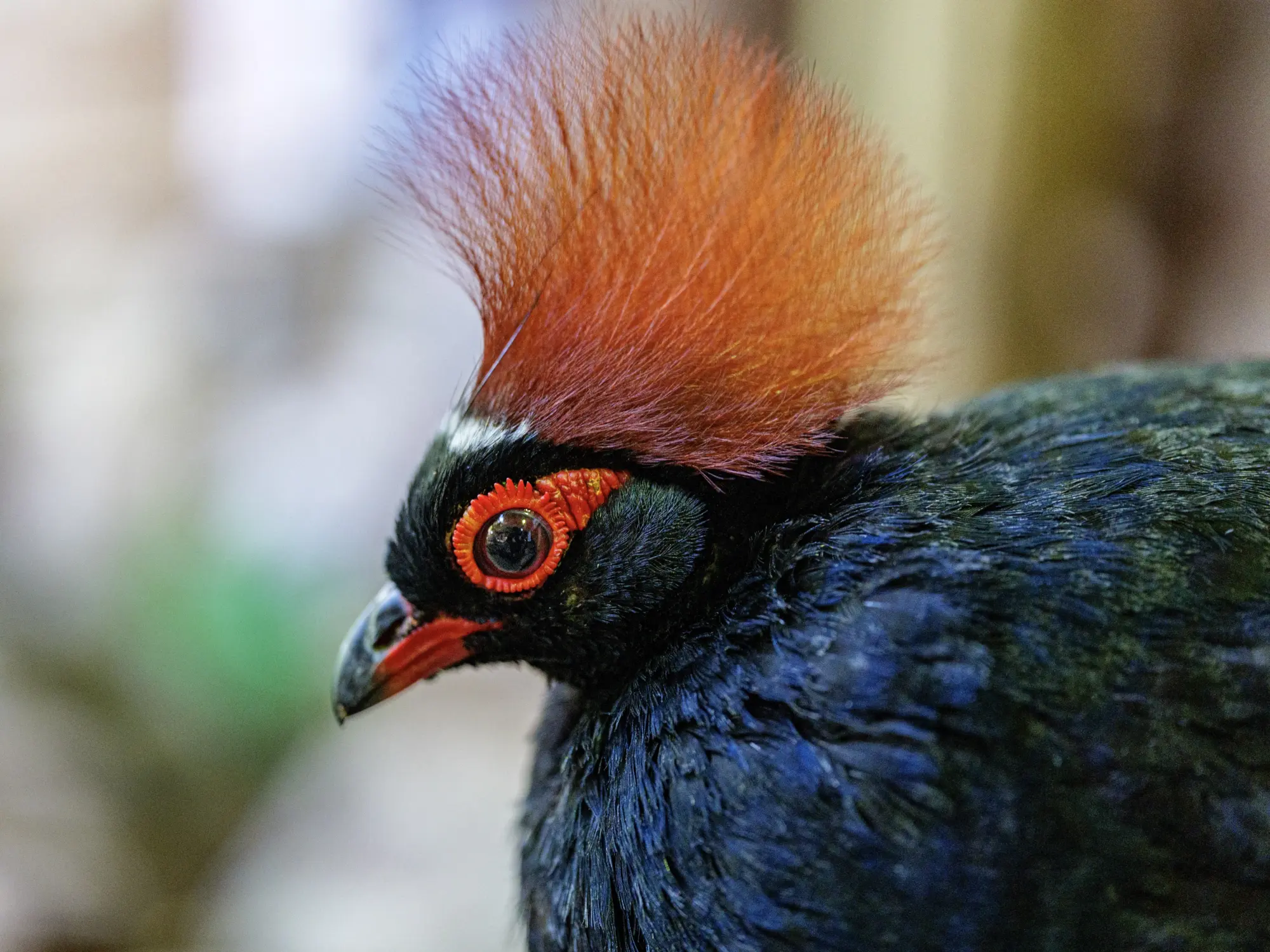 Crested Wood Partridge