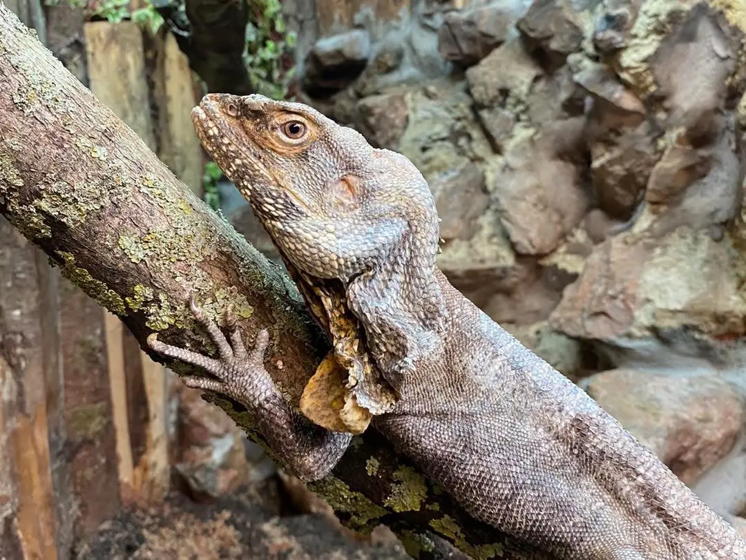 Frilled Lizard (1)