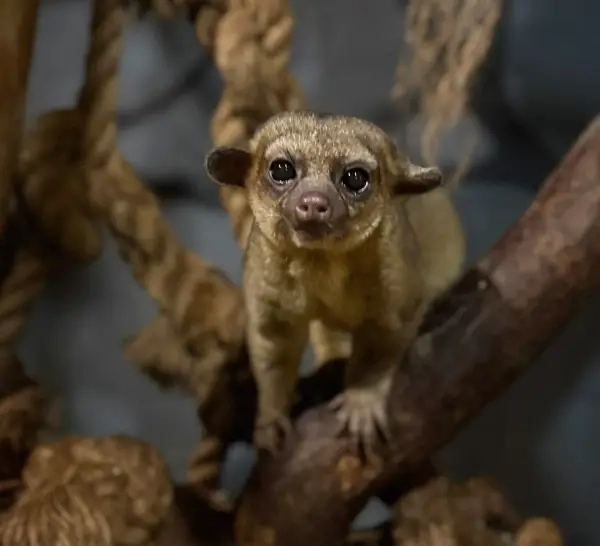 Kinkajou