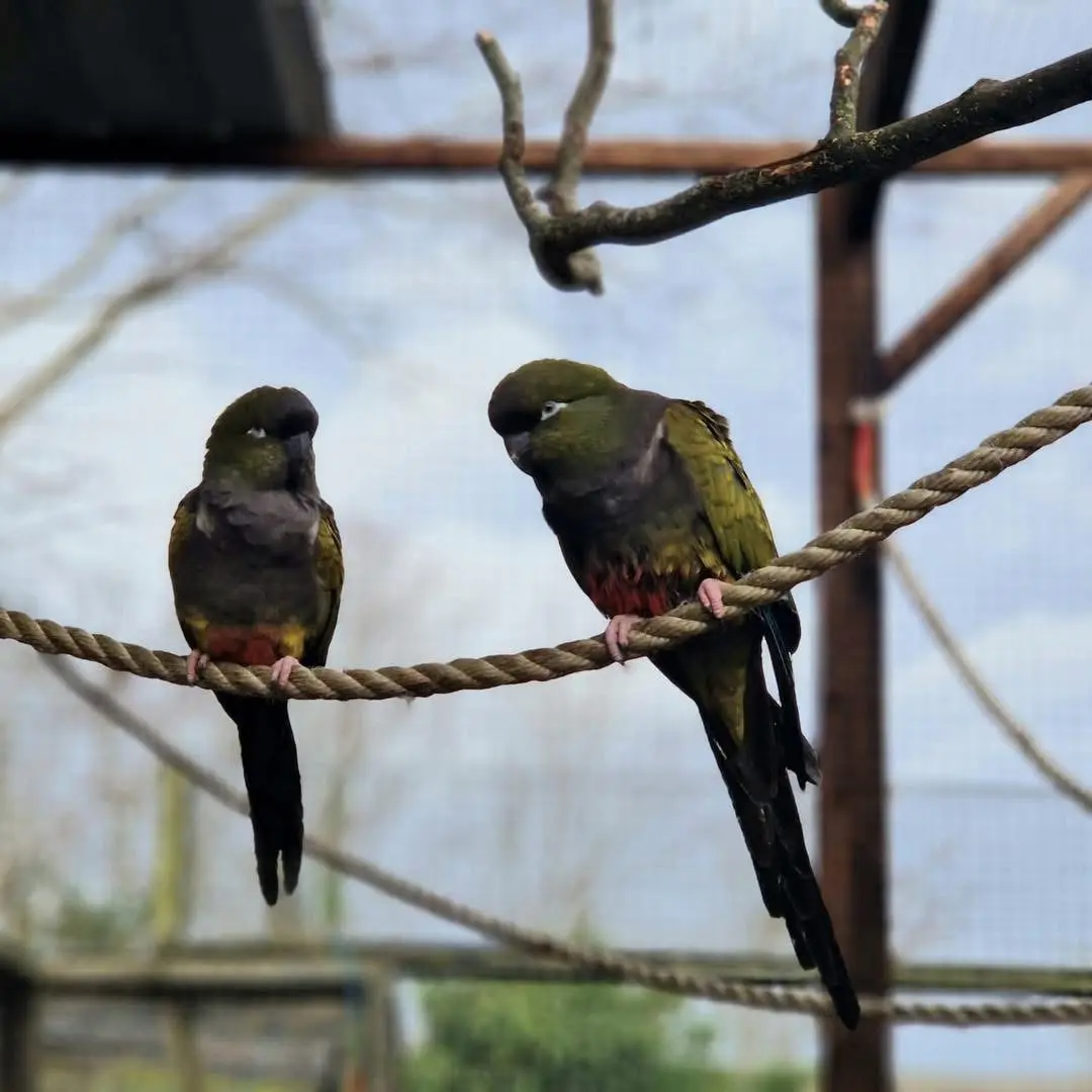 Patagonian Conure