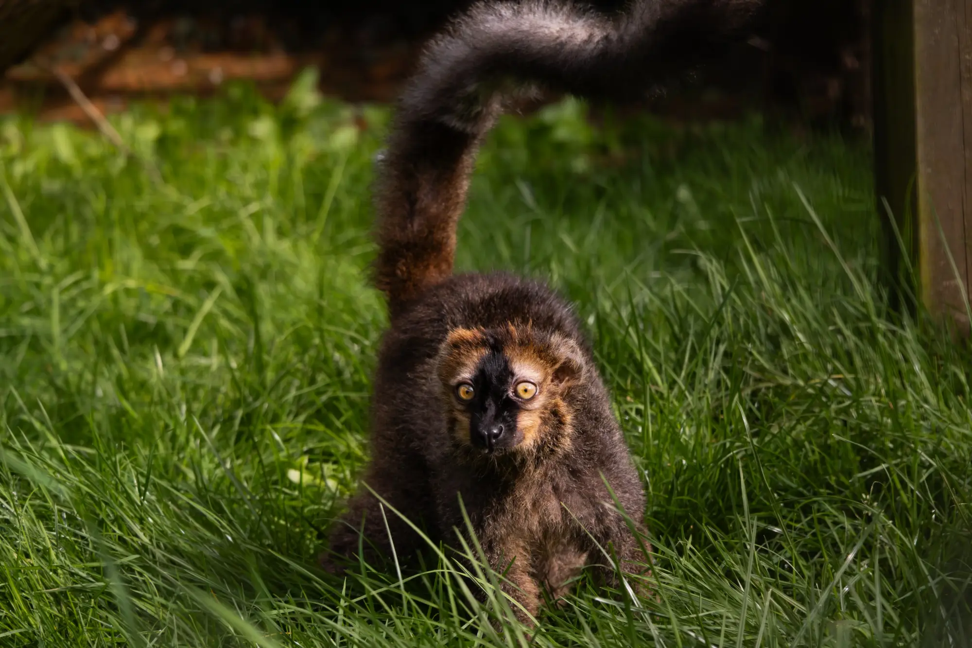 Red fronted brown lemur