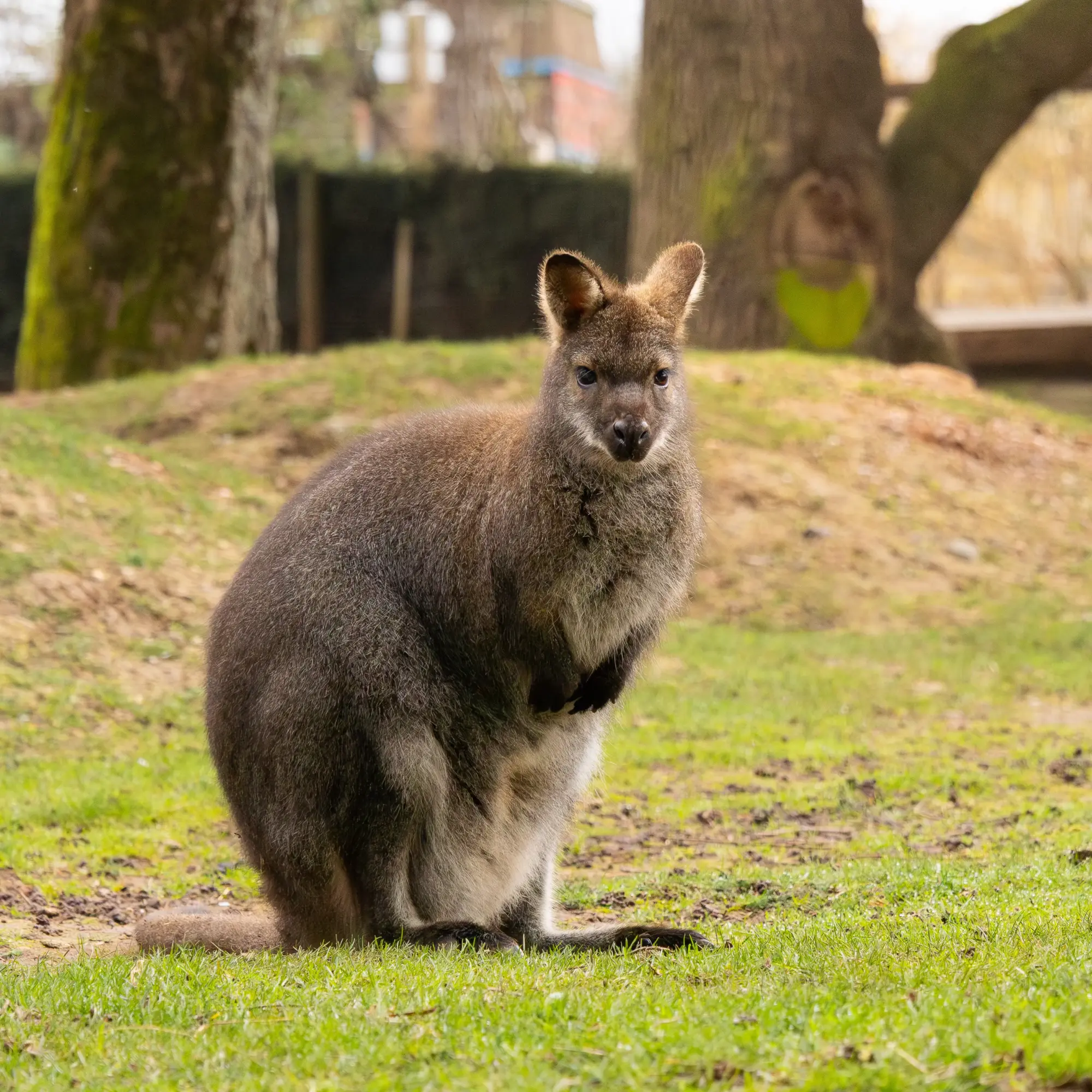 Red-necked Wallaby
