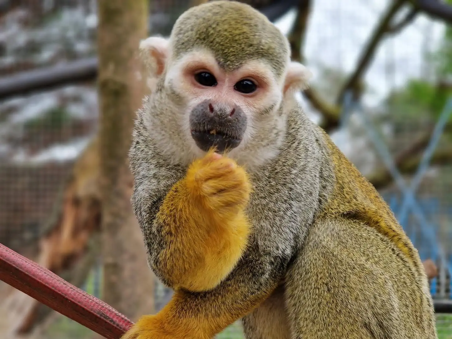 Squirrel Monkey