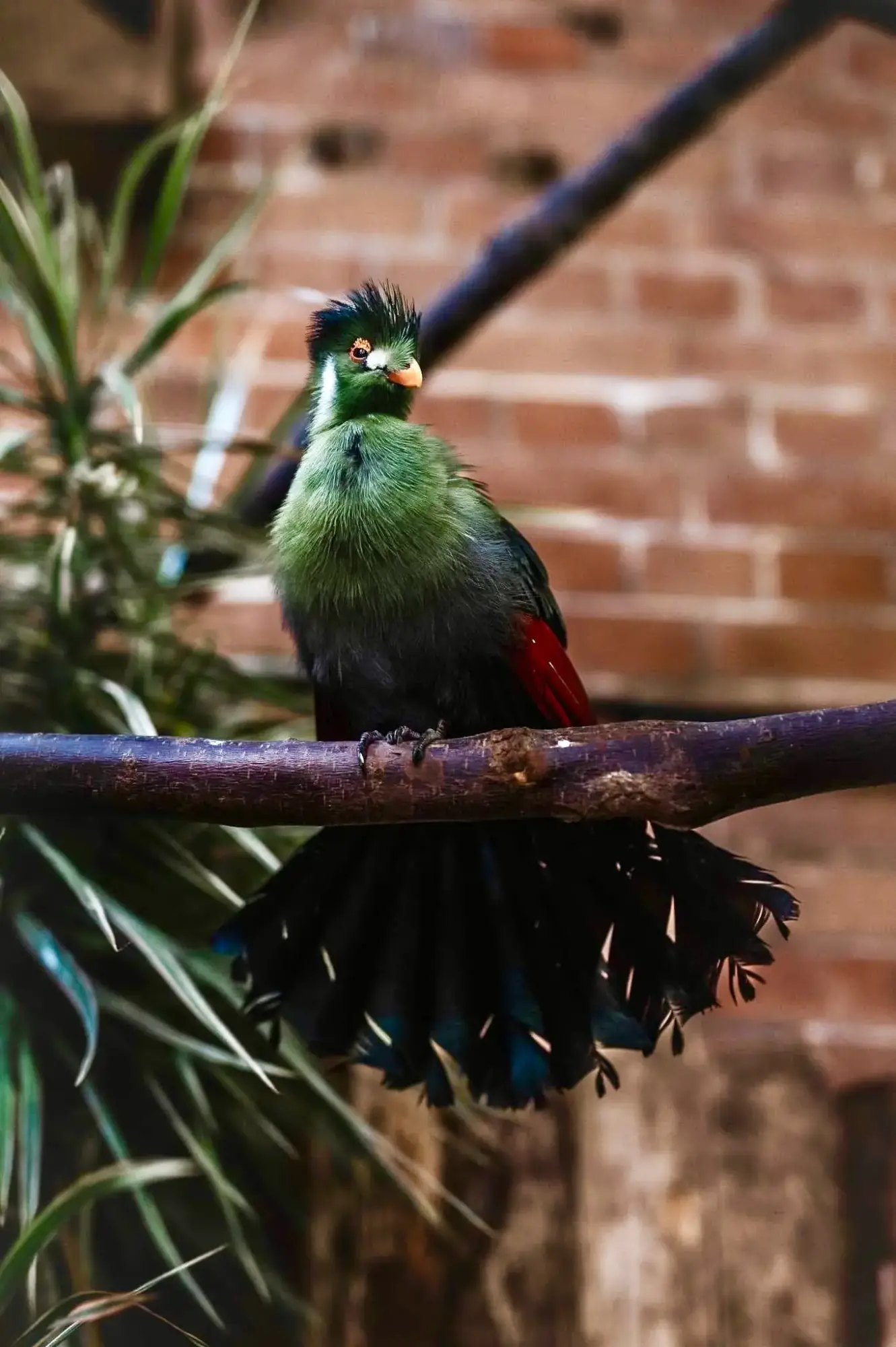 White-cheeked Turaco