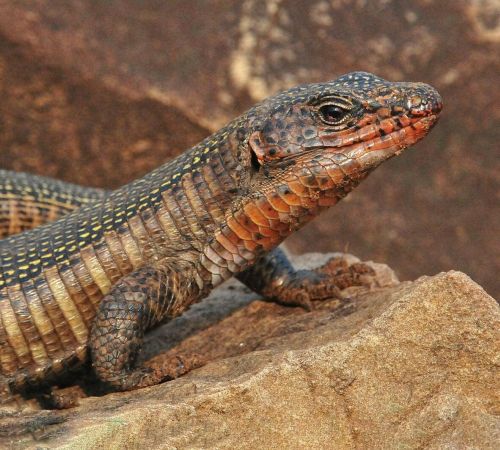 Close-up shot of a lizard on a rock showcasing its scales and natural habitat.