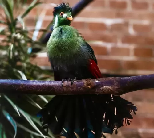 White-cheeked Turaco