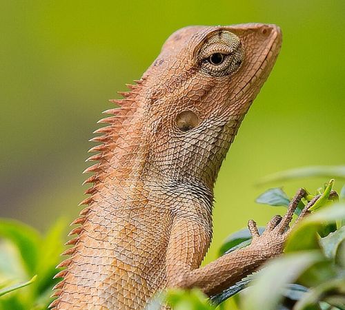 A detailed portrait of an Oriental Garden Lizard perched on leaves in India.