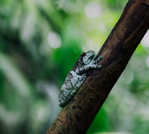 green and black frog on brown branch