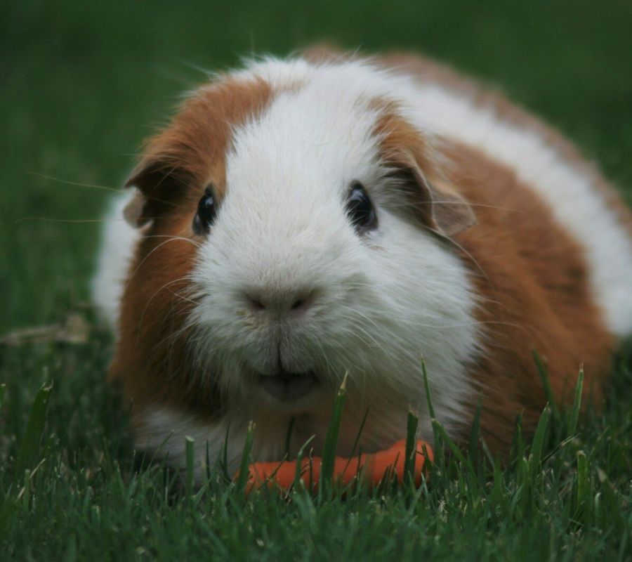 brown and white Guinea pig eating carrot