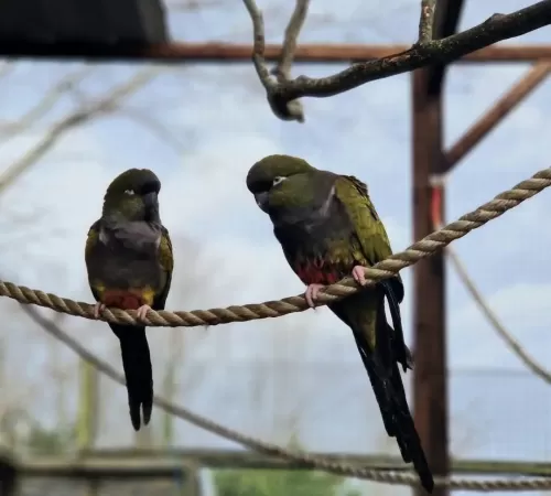 Patagonian Conure