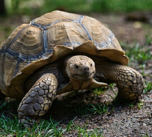 A large tortoise walks on the ground.