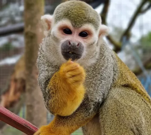 Squirrel Monkey