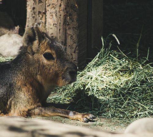 A Patagonian Mara rests on grass in a sunlit area, showcasing its unique fur texture.