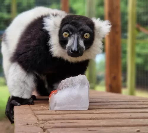 Black and white Ruffed Lemur
