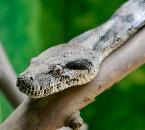Detailed image of a boa constrictor lounging on a tree branch in a natural setting.