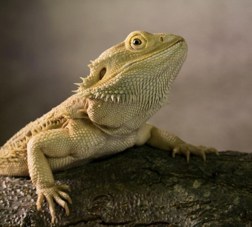 Close-up shot of a bearded dragon lizard resting on a rock in a natural setting.
