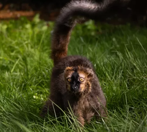 Red fronted brown lemur