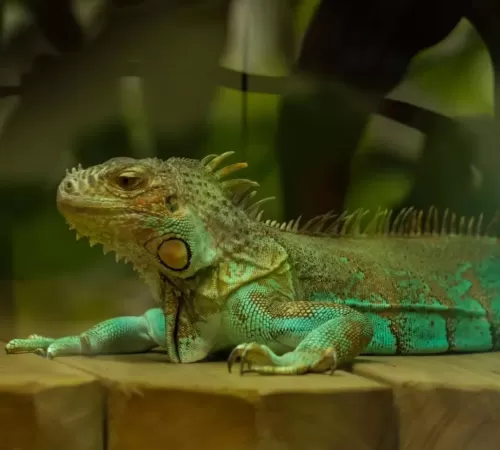 Green Iguana