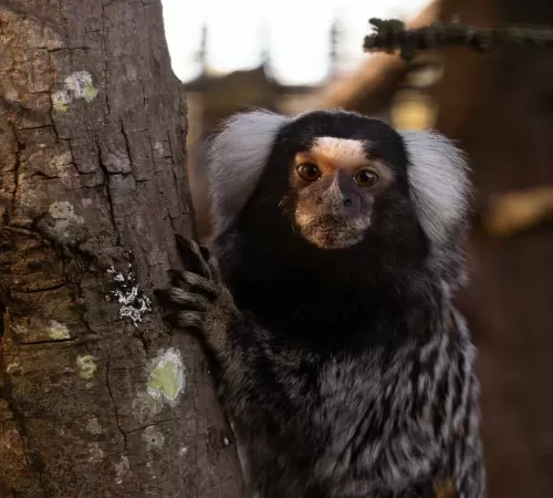 Common Marmoset