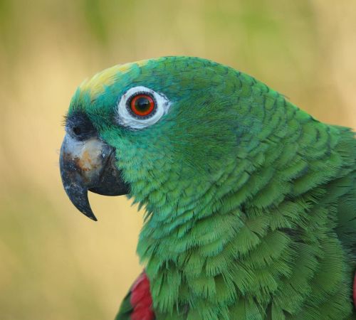 Detailed view of a colorful green parrot with red markings and striking eye.