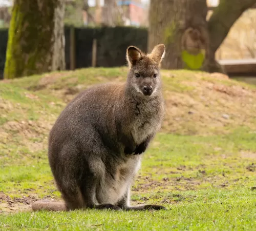 Red-necked Wallaby