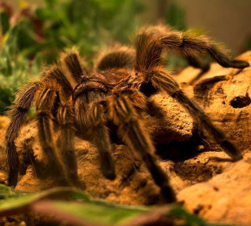 green and black tarantula on brown soil