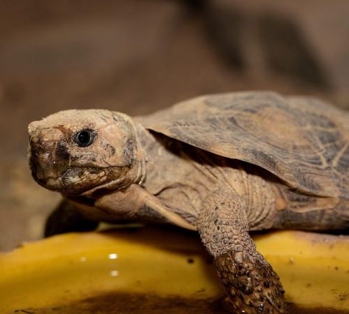 tortoise, reptile, animal, pancake tortoise, wildlife, nature, closeup