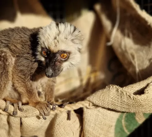 White-fronted Lemur