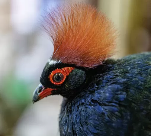 Crested Wood Partridge