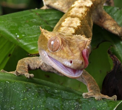gecko, tongue, flicking, macro, portrait, close-up, details, new caledonian crested gecko, reptile, photo, image, nature, wildlife, green news, green portrait, green new, gecko, gecko, gecko, gecko, gecko