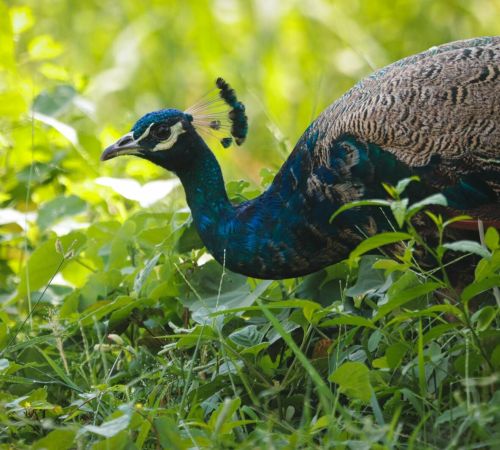 Close-up of a vibrant Indian peacock foraging in lush greenery, showcasing its colorful plumage.